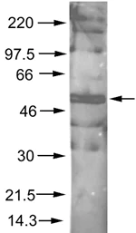 Western blot - Anti-AKT1 (phospho S473) antibody (AB8932)