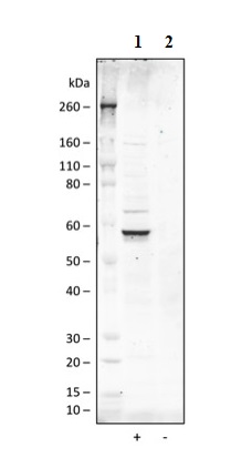 Western blot - Anti-AKT1 (phospho S473) antibody [AktS473-B9] (AB278559), expandable thumbnail