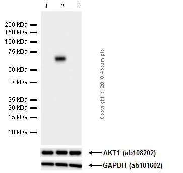 Western blot - Anti-AKT1 (phospho S473) antibody [EP2109Y] (AB81283)