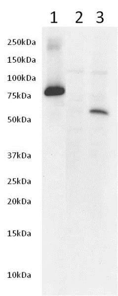 Western blot - Anti-AKT1 (phospho S473) antibody [EP2109Y] (AB81283)