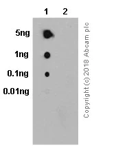 Dot Blot - Anti-AKT1 (phospho S473) antibody [EP2109Y] - BSA and Azide free (AB215873)