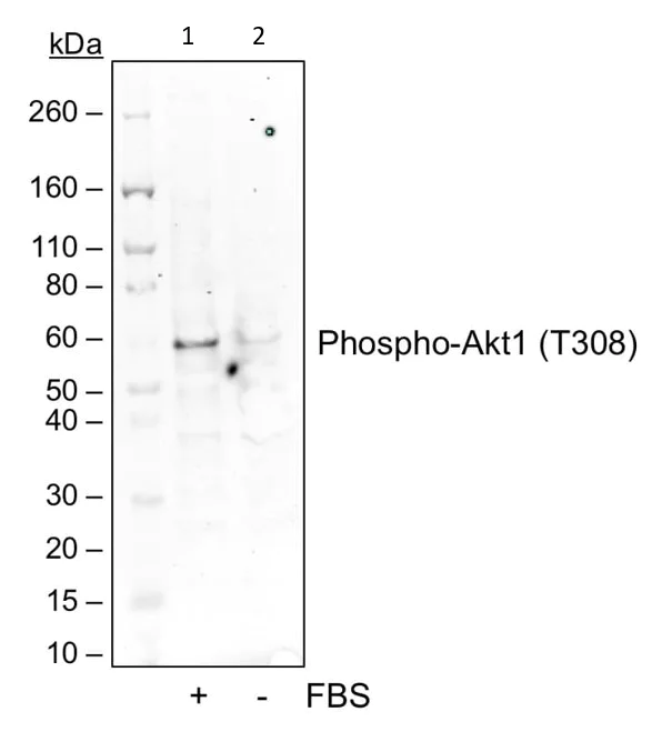 Western blot - Anti-AKT1 (phospho T308) antibody [AktT308-G12] (AB278565)