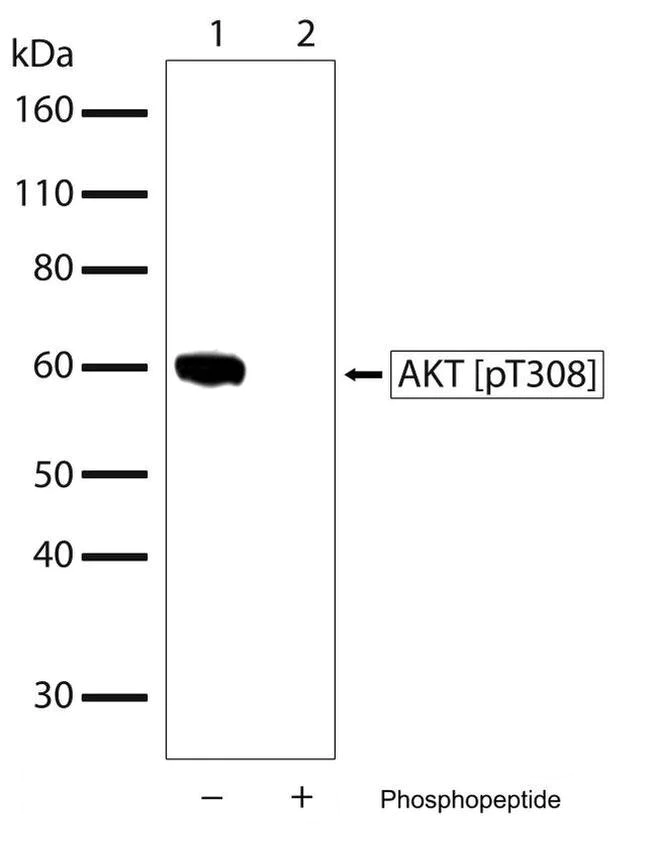 Western blot - Anti-AKT1 (phospho T308) antibody [RP23040021] (AB308100)