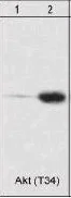 Western blot - Anti-AKT1 (phospho T34) antibody (AB23509)