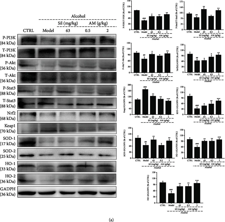 Western blot - Anti-AKT1 (phospho T450) antibody [EPR4157] (AB108266)