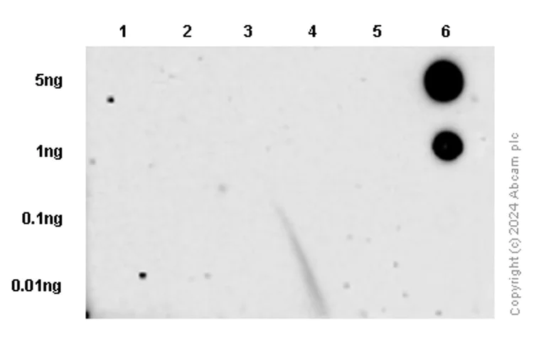 Dot Blot - Anti-AKT1 (phospho T450) antibody [EPR4157] - BSA and Azide free (AB247614)
