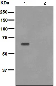 Western blot - Anti-AKT1 (phospho T450) antibody [EPR4157] - BSA and Azide free (AB247614)