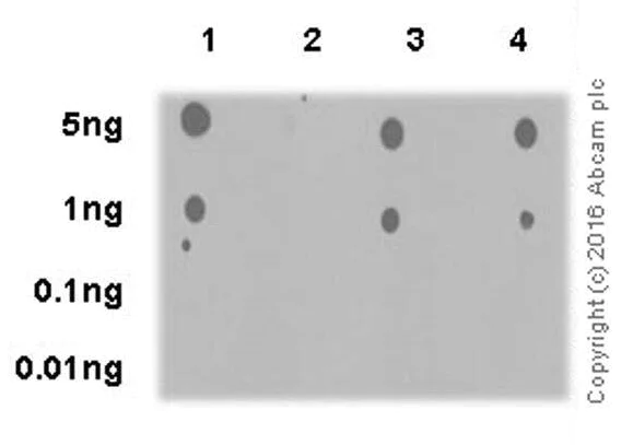 Dot Blot - Anti-AKT1 (pS473) + AKT2 (pS474) + AKT3 (pS472) antibody [EPR18853] - BSA and Azide free (AB222489)
