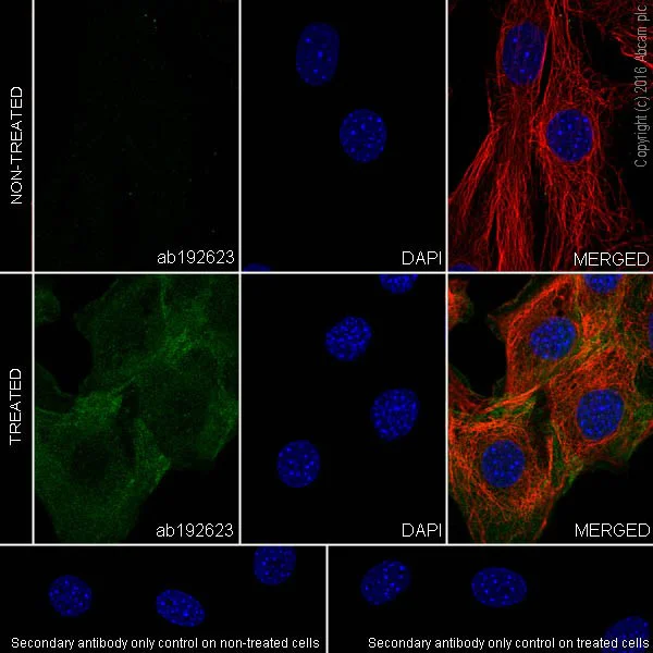 Immunocytochemistry/ Immunofluorescence - Anti-AKT1 (pS473) + AKT2 (pS474) + AKT3 (pS472) antibody [EPR18853] - BSA and Azide free (AB222489)