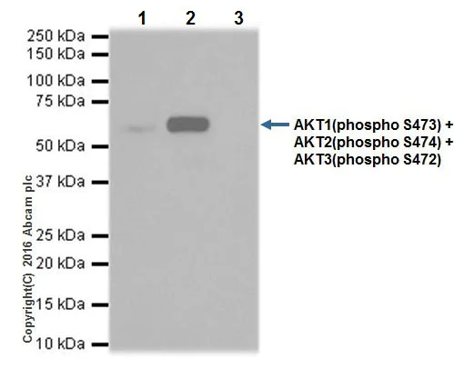 Immunoprecipitation - Anti-AKT1 (pS473) + AKT2 (pS474) + AKT3 (pS472) antibody [EPR18853] - BSA and Azide free (AB222489)