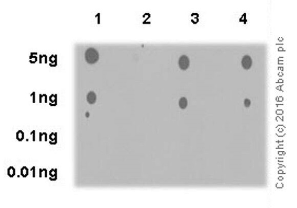 Dot Blot - Anti-AKT1 (pS473) + AKT2 (pS474) + AKT3 (pS472) antibody [EPR18853] - BSA and Azide free (Detector) (AB285140)