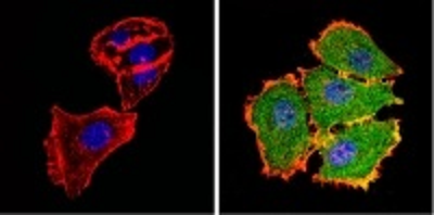 Immunocytochemistry/ Immunofluorescence - Anti-AKT2 antibody [4H7] (AB175354)
