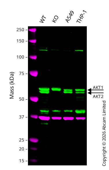 Western blot - Anti-AKT2 antibody [EP1676] (AB131168)