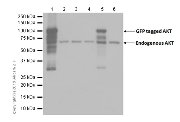 Western blot - Anti-AKT3 + AKT1 antibody [E45] (AB32038)