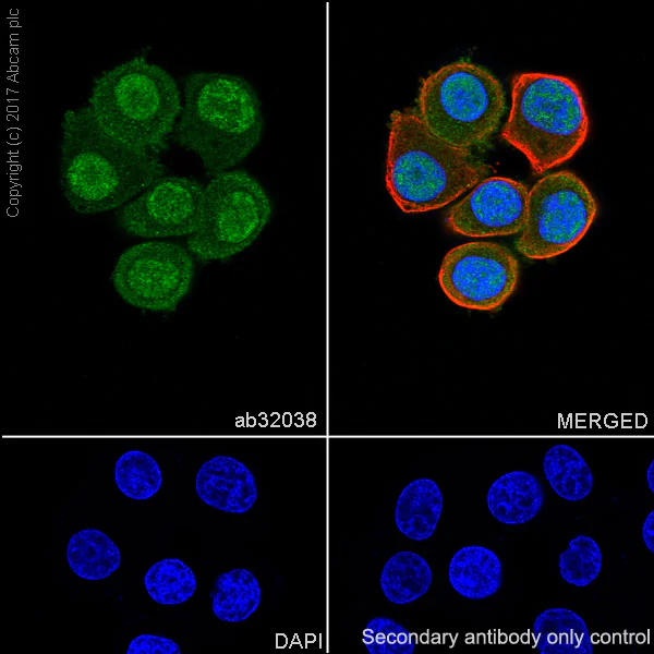 Immunocytochemistry/ Immunofluorescence - Anti-AKT3 + AKT1 antibody [E45] - BSA and Azide free (AB227994)