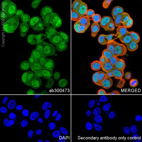 Immunocytochemistry/ Immunofluorescence - Anti-AKT3 + AKT2 + AKT1 antibody [RM1043] (BSA and Azide free) (AB300474)