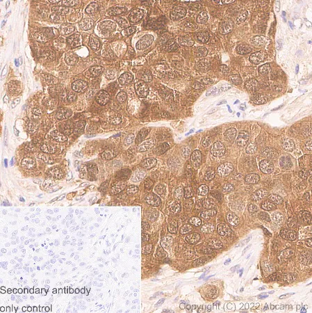 Immunohistochemistry (Formalin/PFA-fixed paraffin-embedded sections) - Anti-AKT3 + AKT2 + AKT1 antibody [RM1043] (BSA and Azide free) (AB300474)