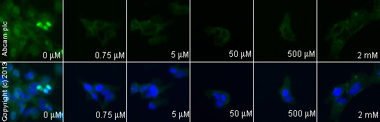 Immunocytochemistry/ Immunofluorescence - Anti-AKT3 + AKT2 + AKT1 antibody [Y89] (AB32505), expandable thumbnail