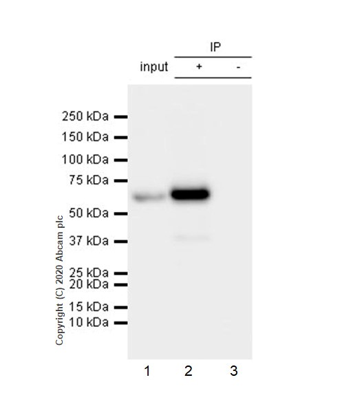 Immunoprecipitation - Anti-AKT3 + AKT2 + AKT1 antibody [Y89] (AB32505), expandable thumbnail