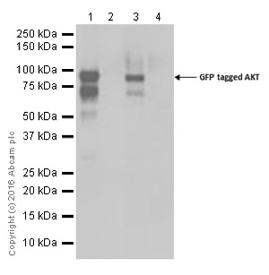 Western blot - Anti-AKT3 + AKT2 + AKT1 antibody [Y89] (AB32505), expandable thumbnail