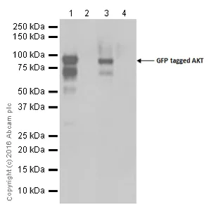 Western blot - Anti-AKT3 + AKT2 + AKT1 antibody [Y89] (AB32505)