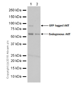 Western blot - Anti-AKT3 + AKT2 + AKT1 antibody [Y89] (ab32505), expandable thumbnail