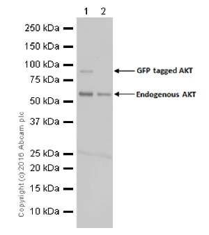 Western blot - Anti-AKT3 + AKT2 + AKT1 antibody [Y89] (AB32505)