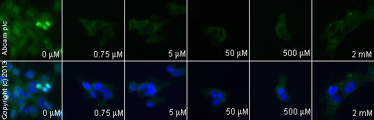 Immunocytochemistry/ Immunofluorescence - Anti-AKT3 + AKT2 + AKT1 antibody [Y89] - BSA and Azide free (AB219588)