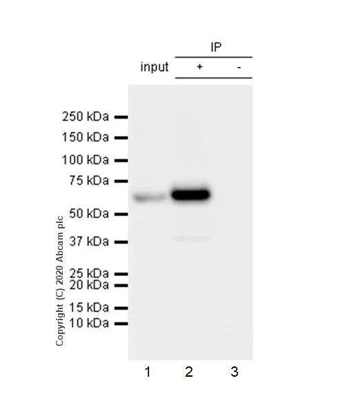 Immunoprecipitation - Anti-AKT3 + AKT2 + AKT1 antibody [Y89] - BSA and Azide free (AB219588)