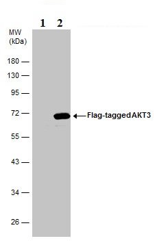 Western blot - Anti-AKT3 antibody (AB152157), expandable thumbnail