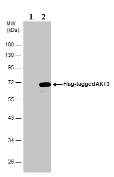Western blot - Anti-AKT3 antibody (AB152157)