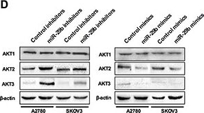Western blot - Anti-AKT3 antibody (ab152157), expandable thumbnail