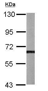 Western blot - Anti-AKT3 antibody (AB152157), expandable thumbnail