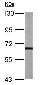 Western blot - Anti-AKT3 antibody (AB152157)