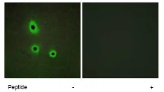 Immunocytochemistry/ Immunofluorescence - Anti-AL-1 antibody (AB70114)
