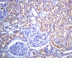 Immunohistochemistry (Formalin/PFA-fixed paraffin-embedded sections) - Anti-ALAD antibody [EPR10268(B)] (AB151754), expandable thumbnail
