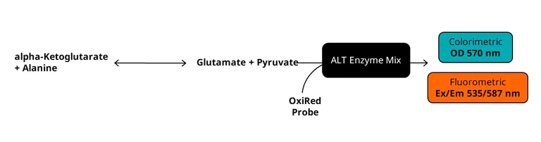Biochemical assay - Alanine Transaminase Activity Assay Kit (Colorimetric/Fluorometric) (AB105134)