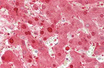 Immunohistochemistry (Formalin/PFA-fixed paraffin-embedded sections) - Anti-Alanine Transaminase antibody (AB231629)