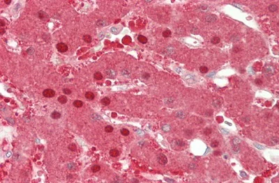 Immunohistochemistry (Formalin/PFA-fixed paraffin-embedded sections) - Anti-Alanine Transaminase antibody (AB231715)