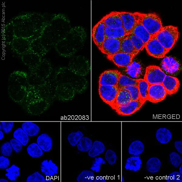 Immunocytochemistry/ Immunofluorescence - Anti-Alanine Transaminase antibody [EPR19616] - BSA and Azide free (AB240363)