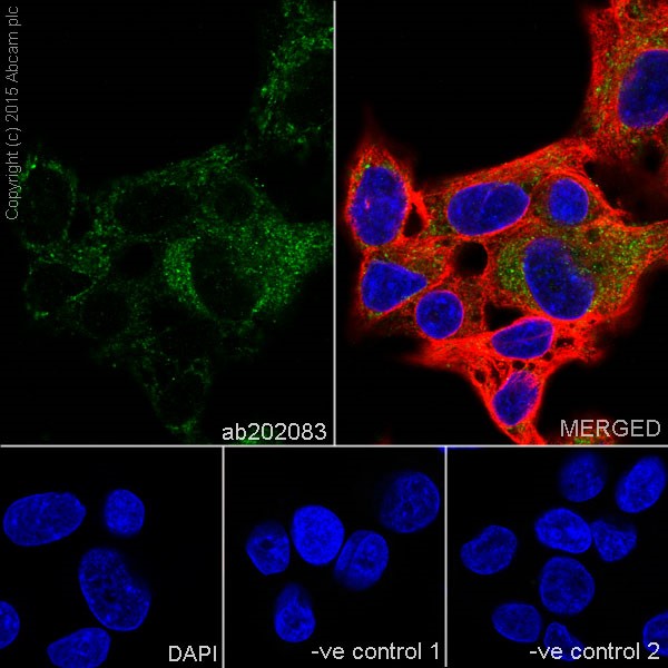 Immunocytochemistry/ Immunofluorescence - Anti-Alanine Transaminase antibody [EPR19616] - BSA and Azide free (AB240363), expandable thumbnail