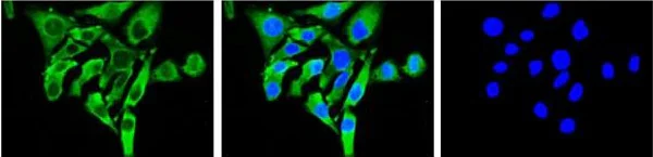 Immunocytochemistry/ Immunofluorescence - Anti-AlaRS antibody (AB139993)