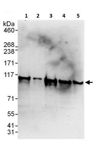 Western blot - Anti-AlaRS antibody (AB226259)