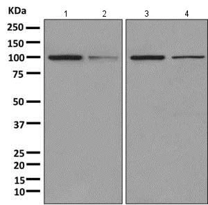 Western blot - Anti-AlaRS antibody [EPR11036(B)] - BSA and Azide free (AB249396)