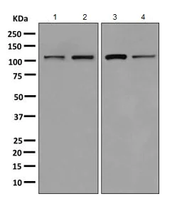 Western blot - Anti-AlaRS antibody [EPR11037(B)] - BSA and Azide free (AB249194)