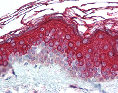 Immunohistochemistry (Formalin/PFA-fixed paraffin-embedded sections) - Anti-Alas1 antibody (AB115216)