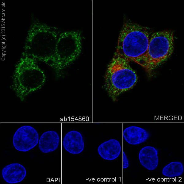 Immunocytochemistry/ Immunofluorescence - Anti-Alas1 antibody [EPR10247] - Mitochondrial Marker (AB154860)