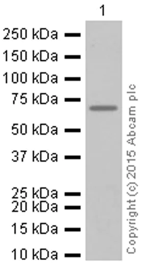 Western blot - Anti-Alas1 antibody [EPR10247] - Mitochondrial Marker (AB154860)