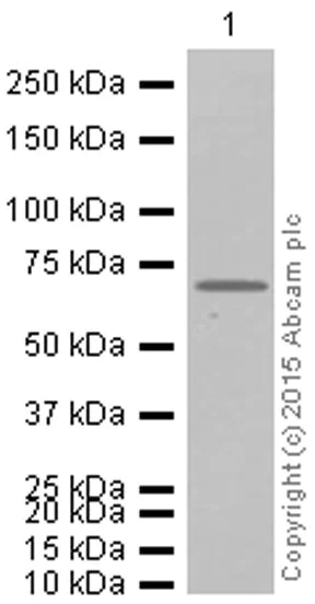 Western blot - Anti-Alas1 antibody [EPR10247] - Mitochondrial Marker (AB154860)