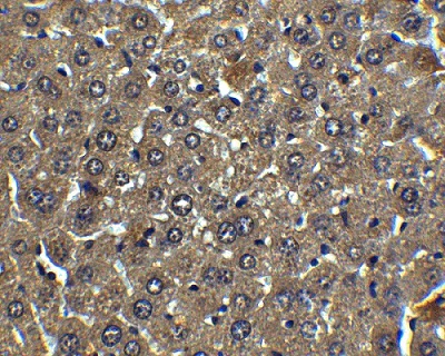 Immunohistochemistry (Formalin/PFA-fixed paraffin-embedded sections) - Anti-Albumin antibody (AB106582)